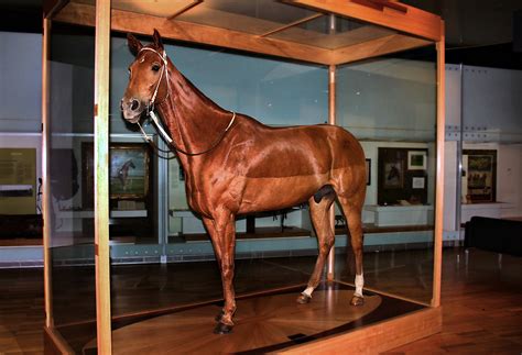 Phar Lap: History of Horses: Horse Tales .